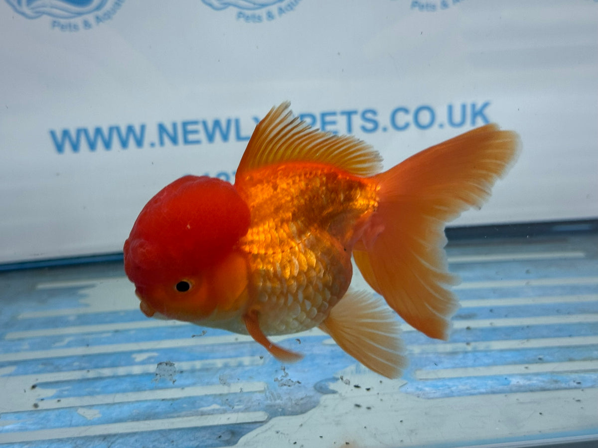Oranda Red 12-13cm Chinese Fancy Goldfish ORred2 (Fish in photo)