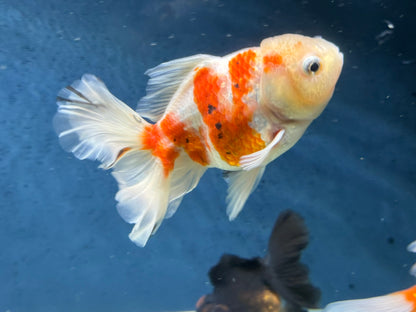 Oranda Peacock Tail 14cm (Fish in photo) Chinese Fancy Goldfish