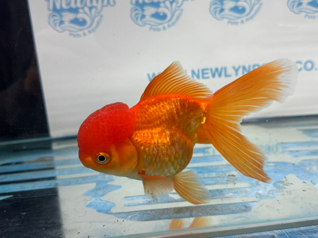 Oranda Red 12-13cm Chinese Fancy Goldfish ORred4 (Fish in photo)