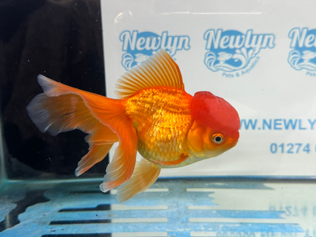 Oranda Red 12-13cm Chinese Fancy Goldfish ORred4 (Fish in photo)