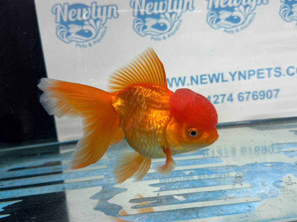 Oranda Red 12-13cm Chinese Fancy Goldfish ORred4 (Fish in photo)