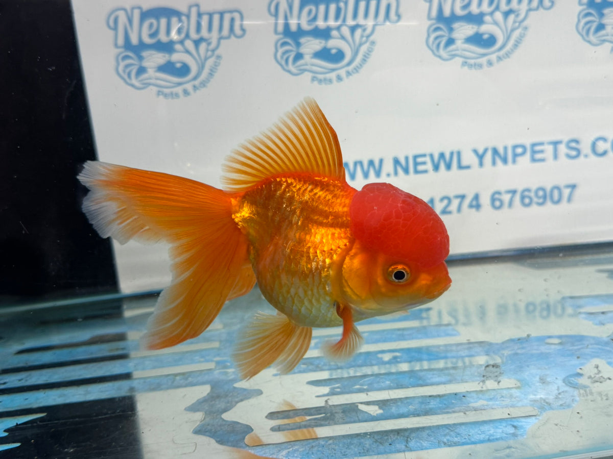 Oranda Red 12-13cm Chinese Fancy Goldfish ORred4 (Fish in photo)