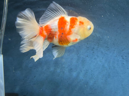 Oranda Peacock Tail 14cm (Fish in photo) Chinese Fancy Goldfish