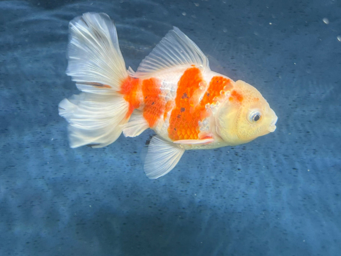 Oranda Peacock Tail 14cm (Fish in photo) Chinese Fancy Goldfish