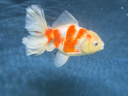 Oranda Peacock Tail 14cm (Fish in photo) Chinese Fancy Goldfish