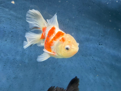 Oranda Peacock Tail 14cm (Fish in photo) Chinese Fancy Goldfish