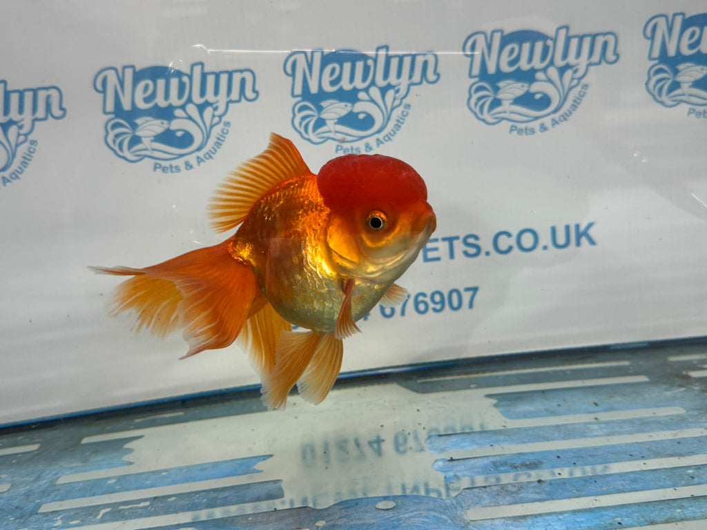 Oranda Red 12-13cm Chinese Fancy Goldfish ORred4 (Fish in photo)