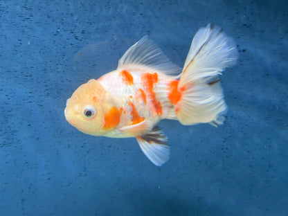 Oranda Peacock Tail 14cm (Fish in photo) Chinese Fancy Goldfish