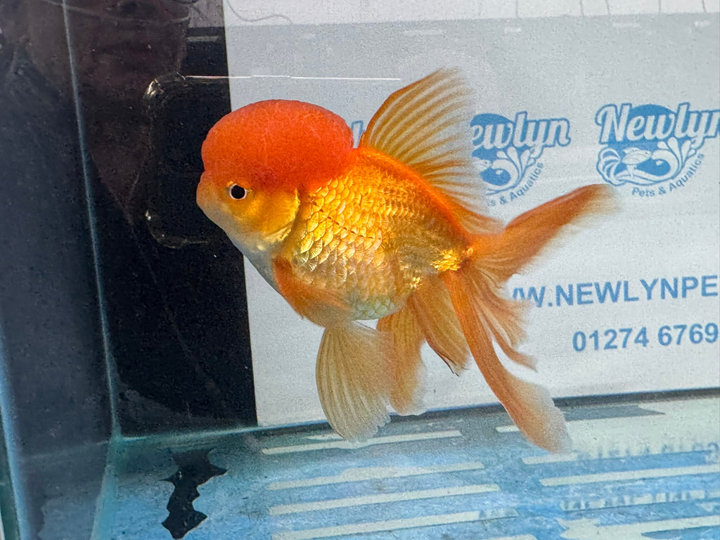 Oranda Red 12-13cm Chinese Fancy Goldfish ORred3 (Fish in photo)