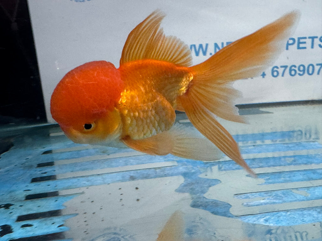 Oranda Red 12-13cm Chinese Fancy Goldfish ORred3 (Fish in photo)