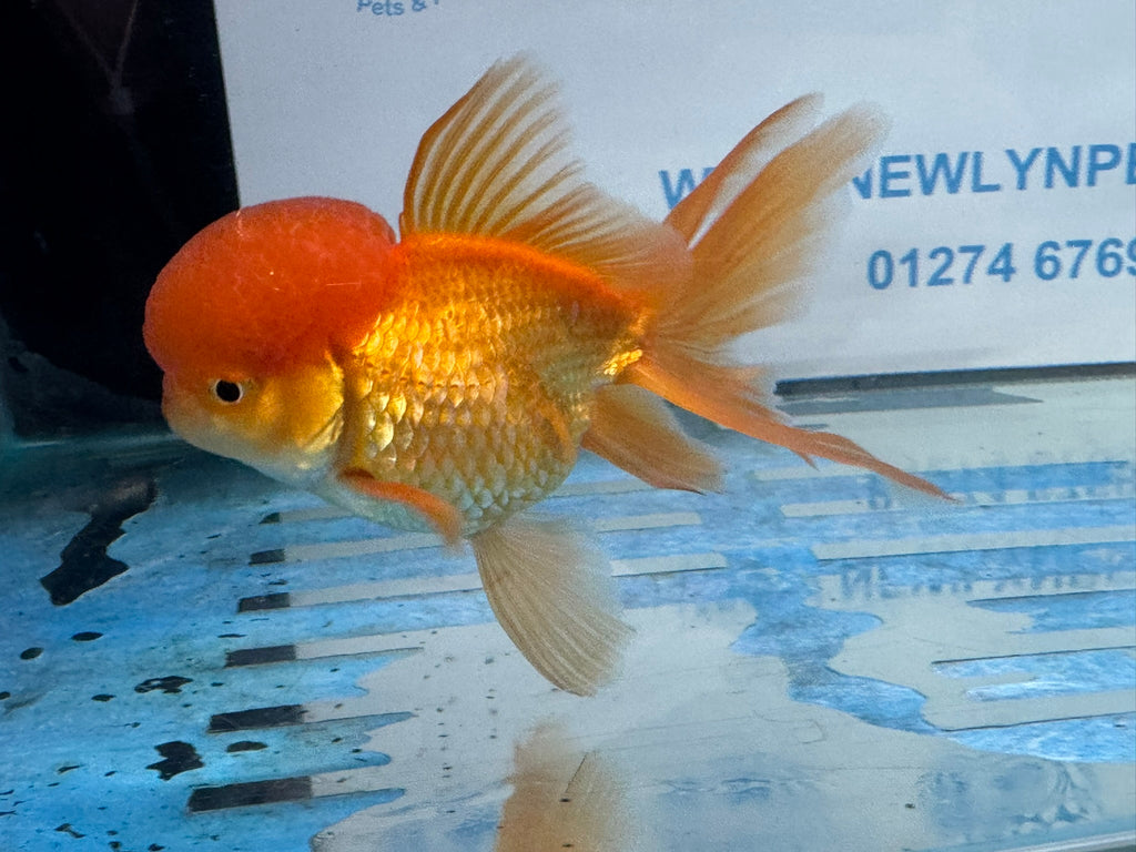 Oranda Red 12-13cm Chinese Fancy Goldfish ORred3 (Fish in photo)