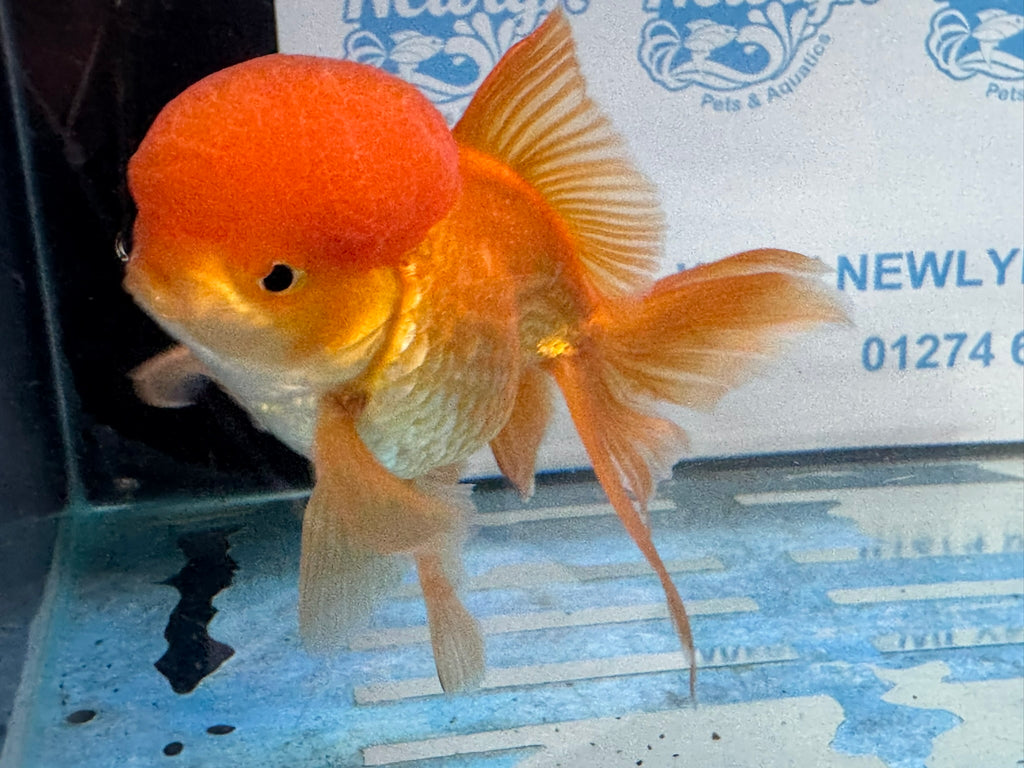 Oranda Red 12-13cm Chinese Fancy Goldfish ORred3 (Fish in photo)