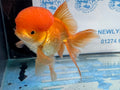 Oranda Red 12-13cm Chinese Fancy Goldfish ORred3 (Fish in photo)