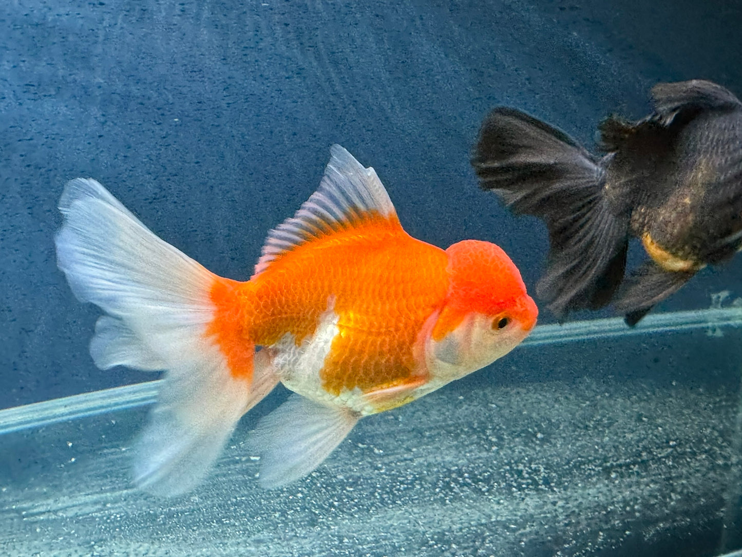 Oranda 14-15cm (Fish in photo) Chinese Fancy Goldfish