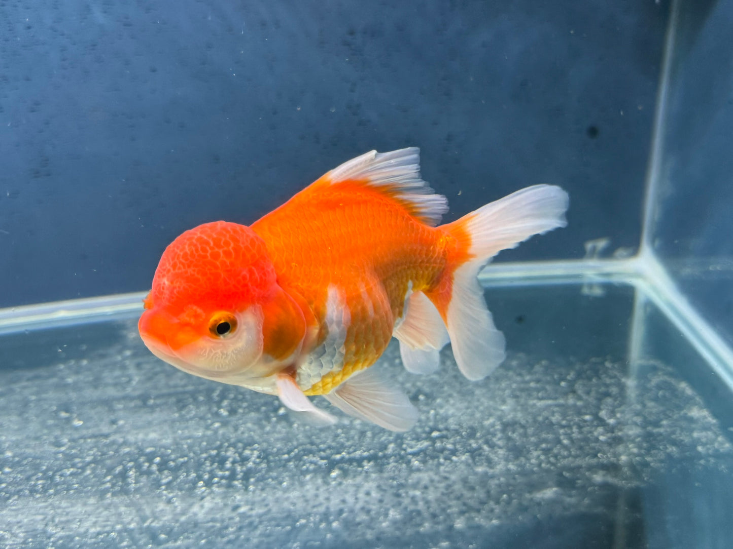 Oranda 14-15cm (Fish in photo) Chinese Fancy Goldfish