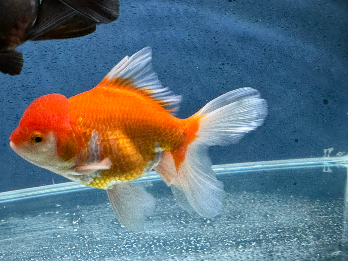 Oranda 14-15cm (Fish in photo) Chinese Fancy Goldfish