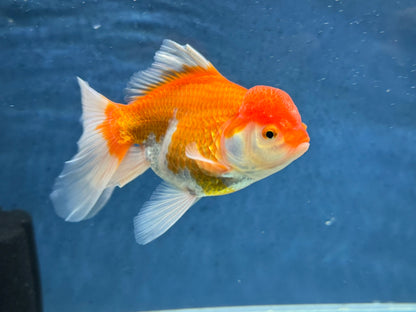 Oranda 14-15cm (Fish in photo) Chinese Fancy Goldfish