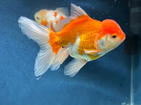 Oranda 14-15cm (Fish in photo) Chinese Fancy Goldfish