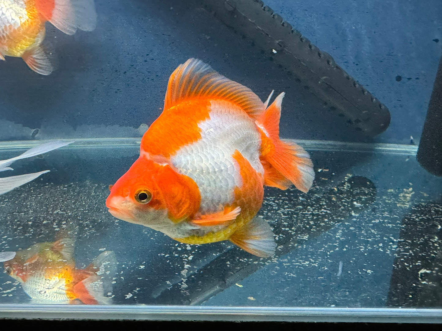 Short Tail Ryukin 13-14cm Chinese Fancy Goldfish (fish in photo)