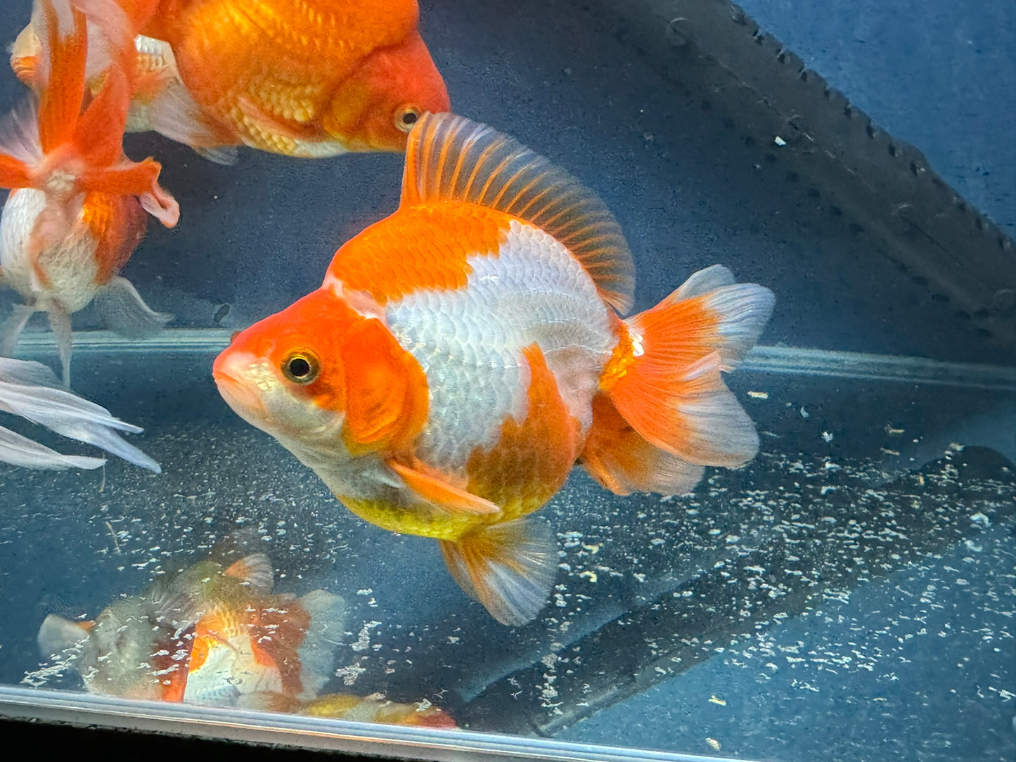 Short Tail Ryukin 13-14cm Chinese Fancy Goldfish (fish in photo)