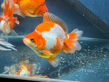 Short Tail Ryukin 13-14cm Chinese Fancy Goldfish (fish in photo)