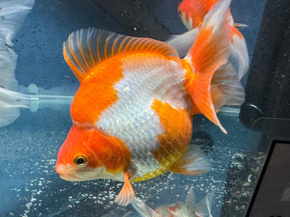 Short Tail Ryukin 13-14cm Chinese Fancy Goldfish (fish in photo)