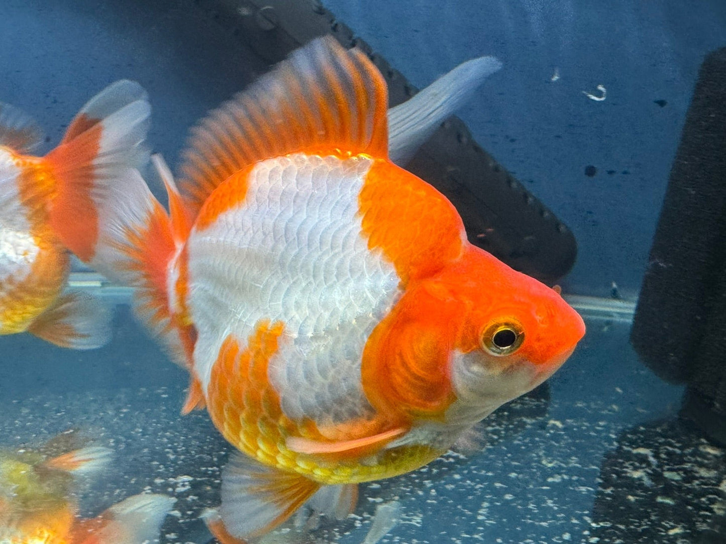 Short Tail Ryukin 13-14cm Chinese Fancy Goldfish (fish in photo)