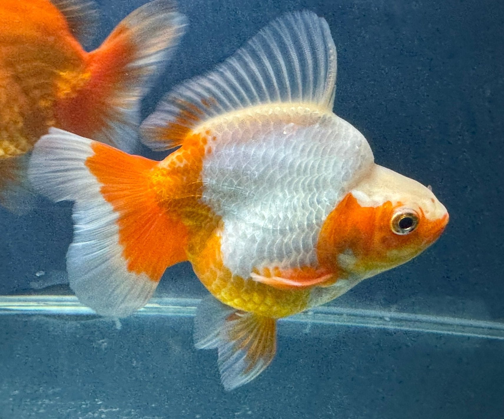 Short Tail Ryukin 12-13cm Chinese Fancy Goldfish (fish in photo)