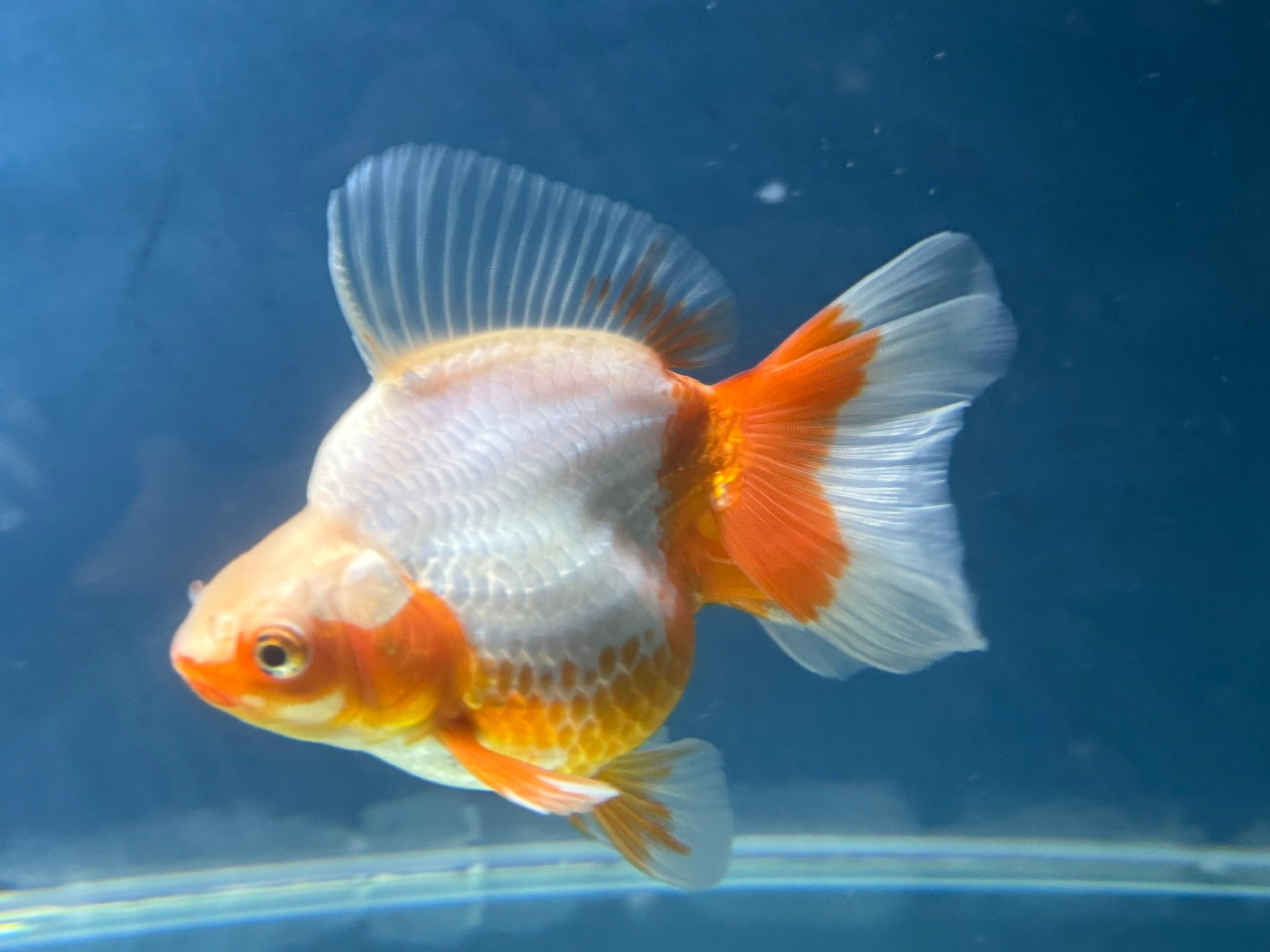 Short Tail Ryukin 12-13cm Chinese Fancy Goldfish (fish in photo)