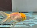 Lemon Head Oranda 8-9cm Chinese Fancy Goldfish