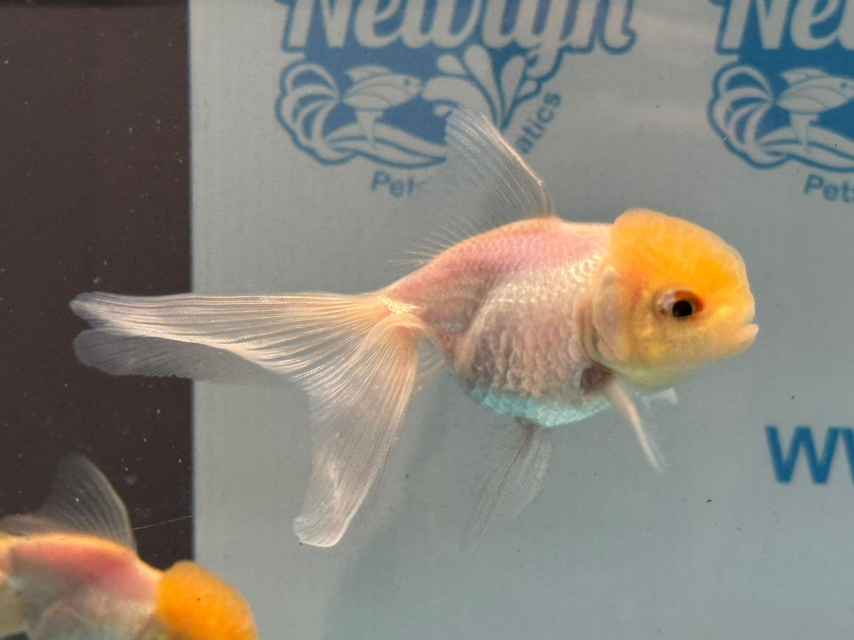 Lemon Head Oranda 8-9cm Chinese Fancy Goldfish
