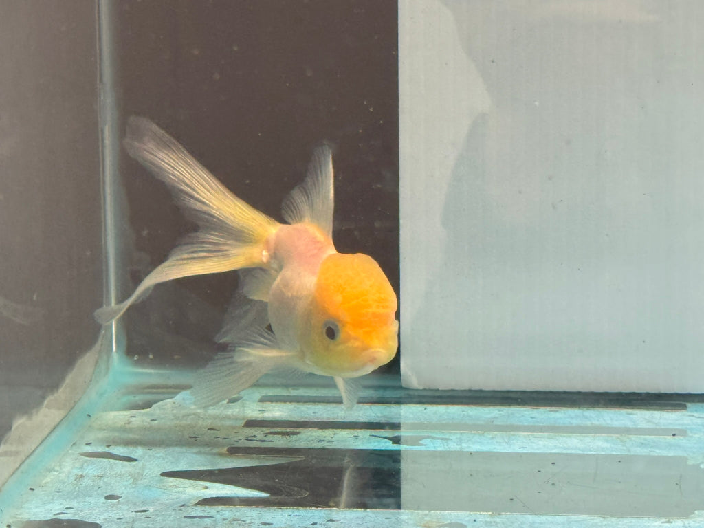 Lemon Head Oranda 8-9cm Chinese Fancy Goldfish