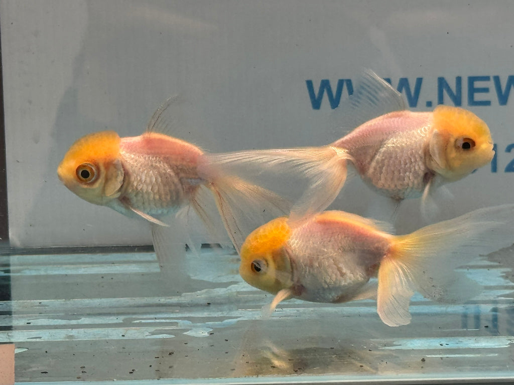 Lemon Head Oranda 8-9cm Chinese Fancy Goldfish