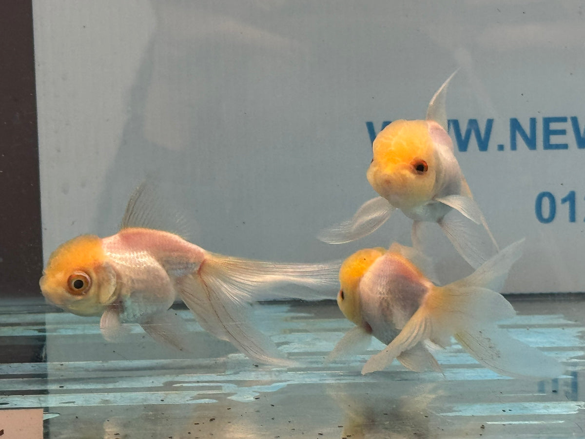 Lemon Head Oranda 8-9cm Chinese Fancy Goldfish