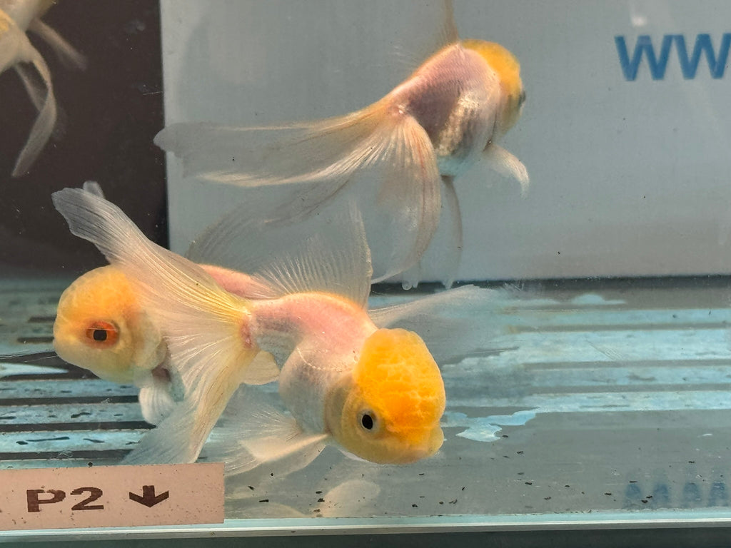 Lemon Head Oranda 8-9cm Chinese Fancy Goldfish