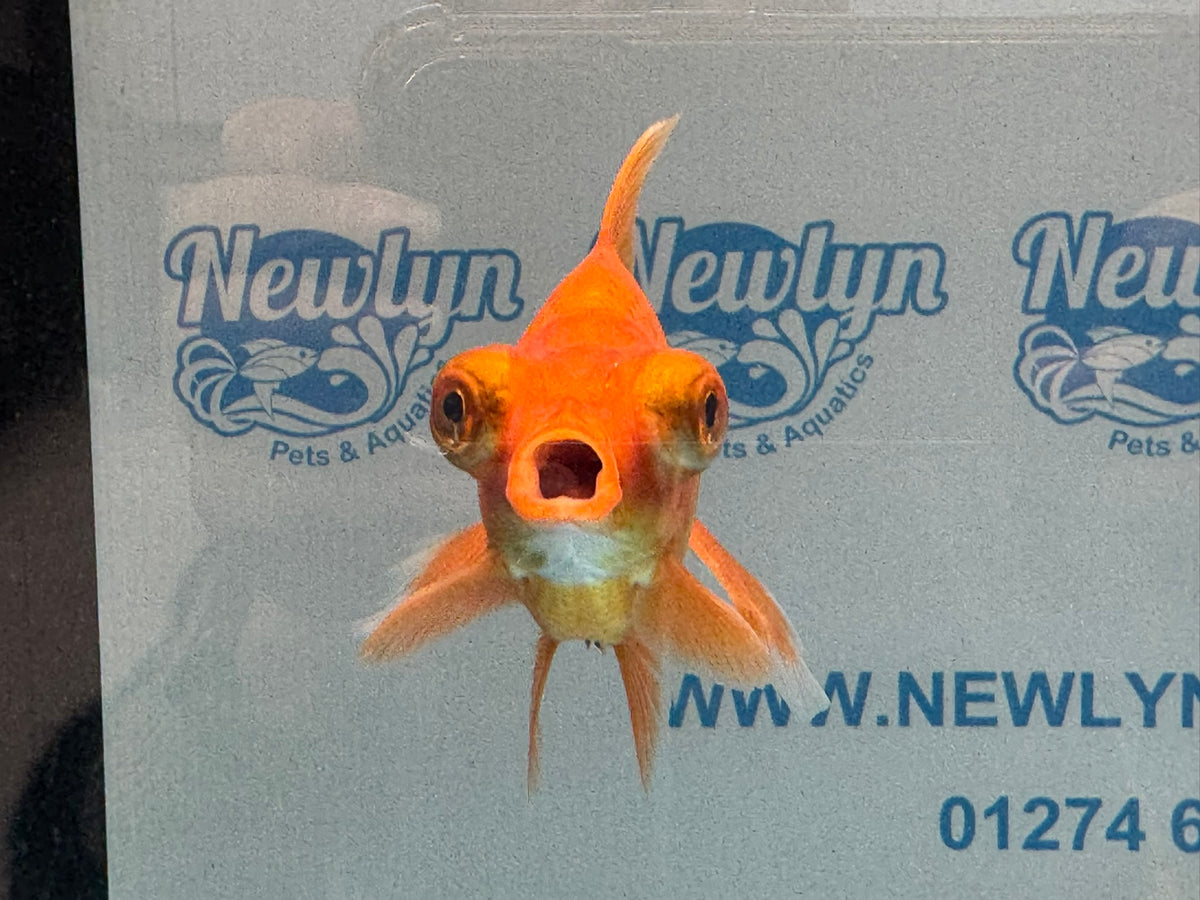 Red Butterfly Moor 9cm Chinese Fancy Goldfish Fish In The Photo