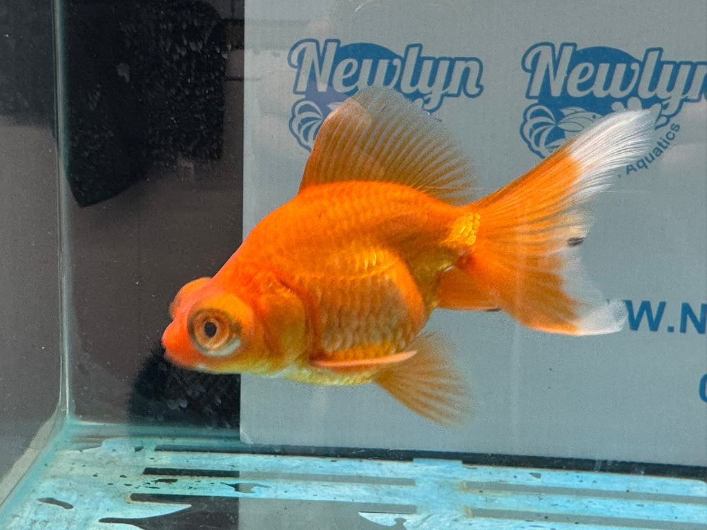 Red Butterfly Moor 9cm Chinese Fancy Goldfish Fish In The Photo