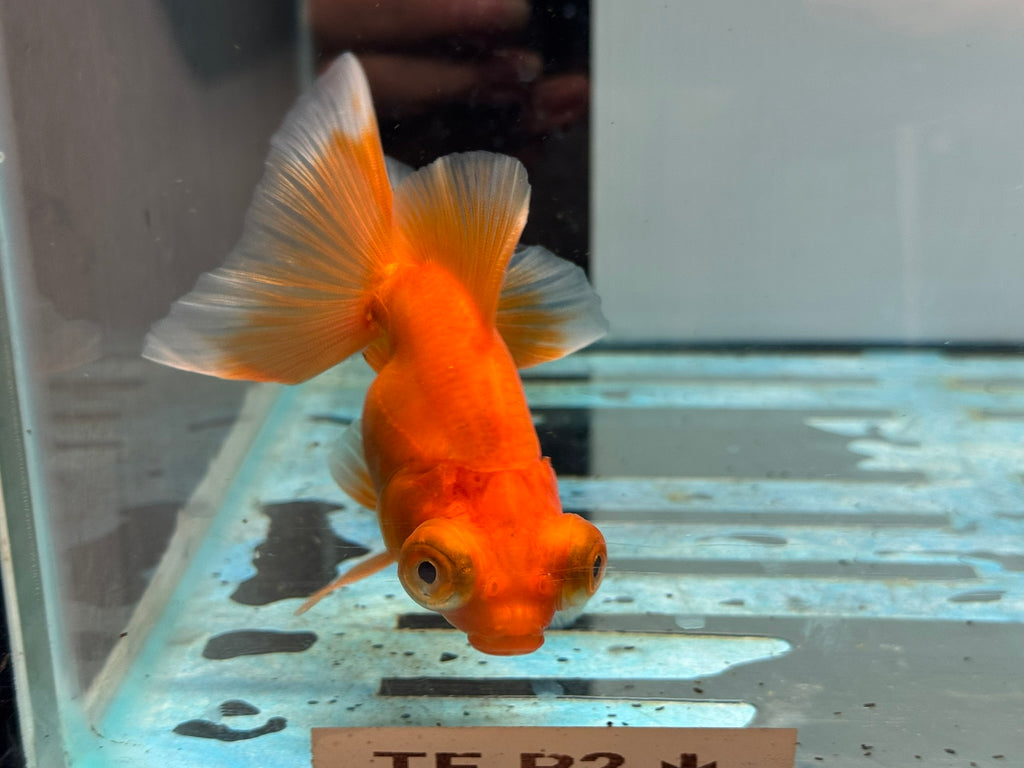 Red Butterfly Moor 9cm Chinese Fancy Goldfish Fish In The Photo