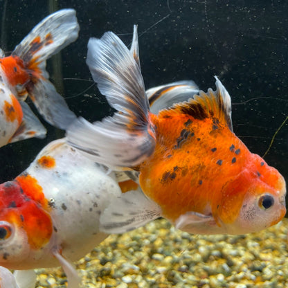 Calico Oranda Fancy Goldfish 9-10cm (BF4C)