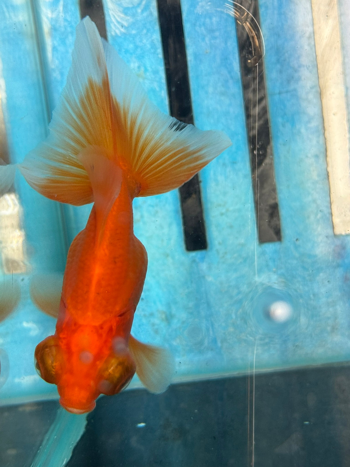 Red Butterfly Moor 9cm Chinese Fancy Goldfish Fish In The Photo
