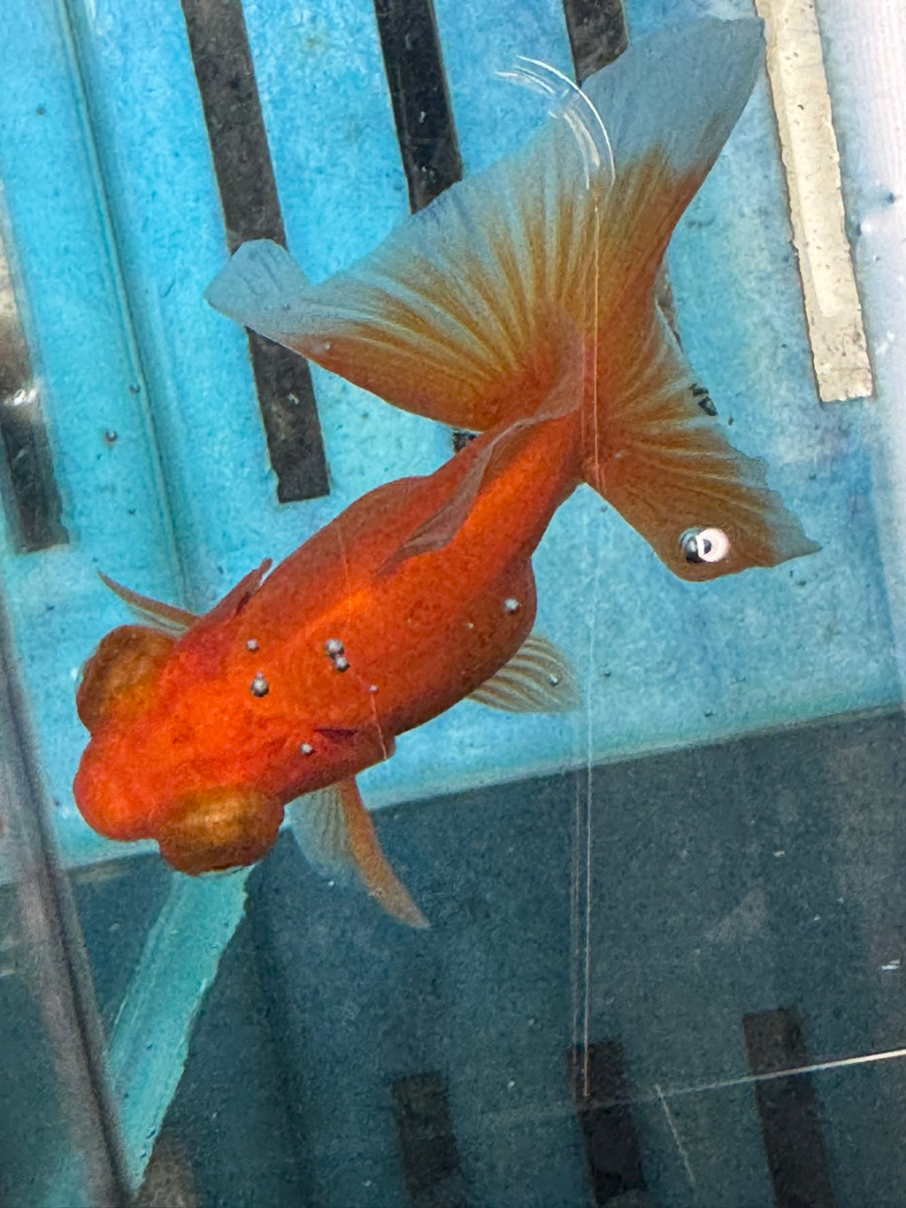Red Butterfly Moor 9cm Chinese Fancy Goldfish Fish In The Photo