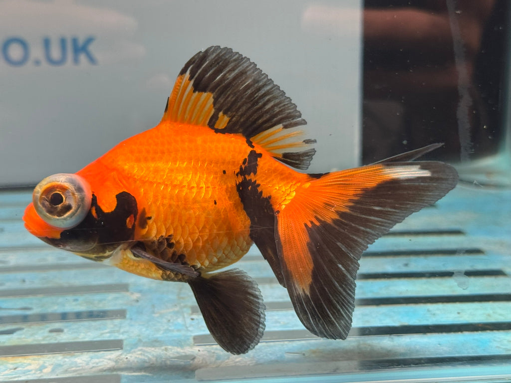 Red/Black Butterfly Moor 9cm Chinese Fancy Goldfish #2 Fish In The Photo