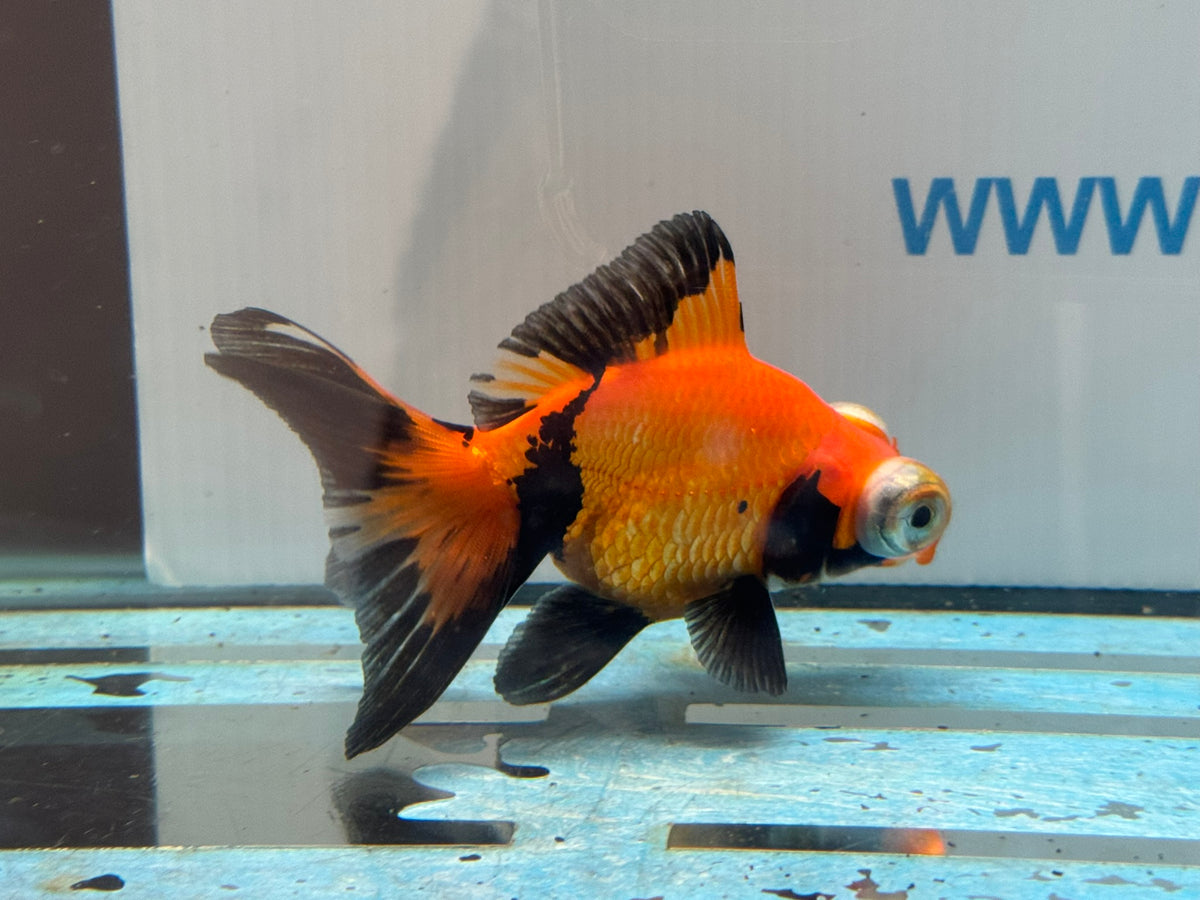 Red/Black Butterfly Moor 9cm Chinese Fancy Goldfish #2 Fish In The Photo