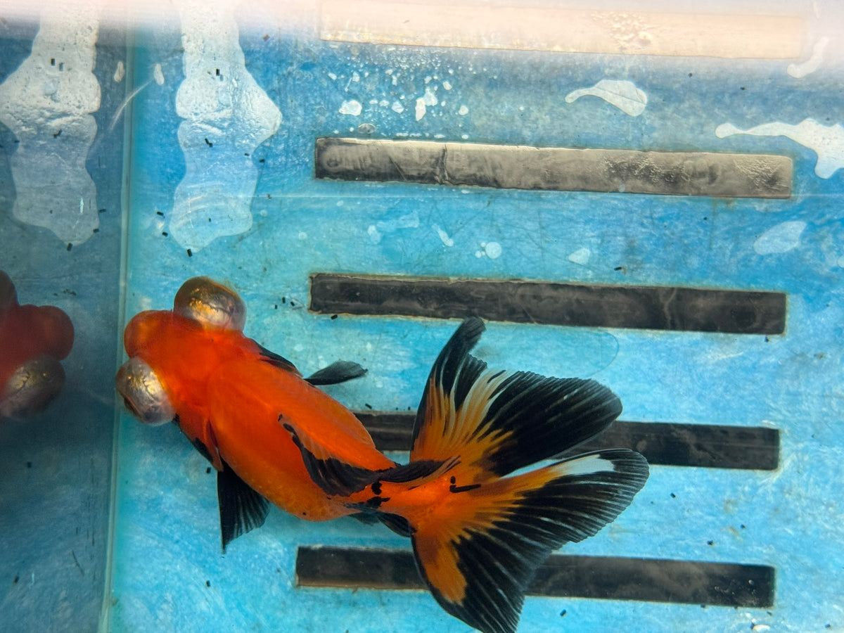 Red/Black Butterfly Moor 9cm Chinese Fancy Goldfish #2 Fish In The Photo
