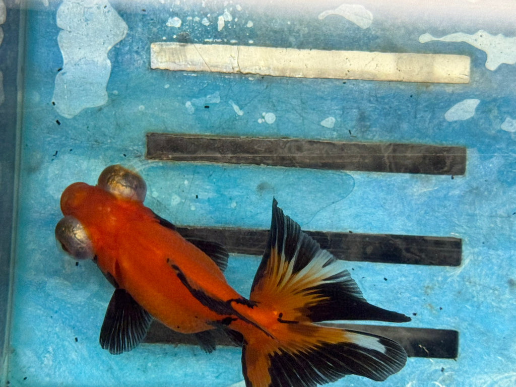 Red/Black Butterfly Moor 9cm Chinese Fancy Goldfish #2 Fish In The Photo
