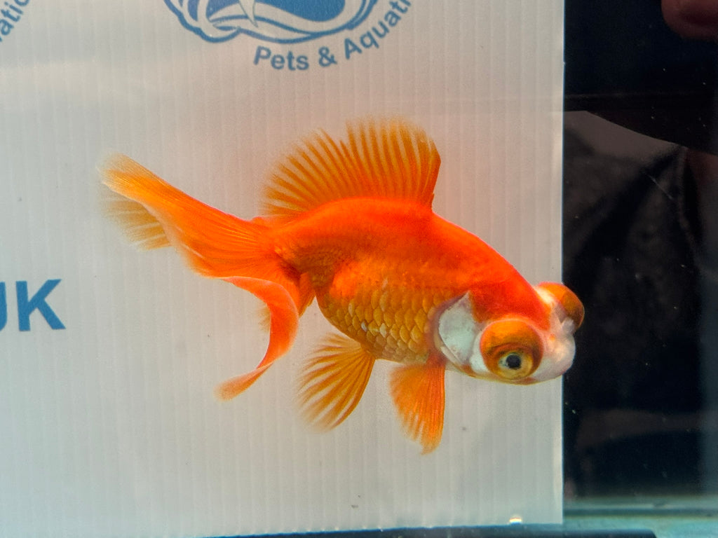 Red/White Butterfly Moor 9cm Chinese Fancy Goldfish Fish In The Photo