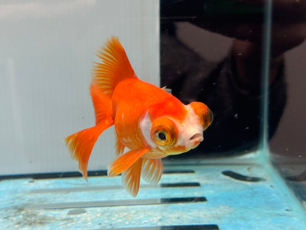 Red/White Butterfly Moor 9cm Chinese Fancy Goldfish Fish In The Photo