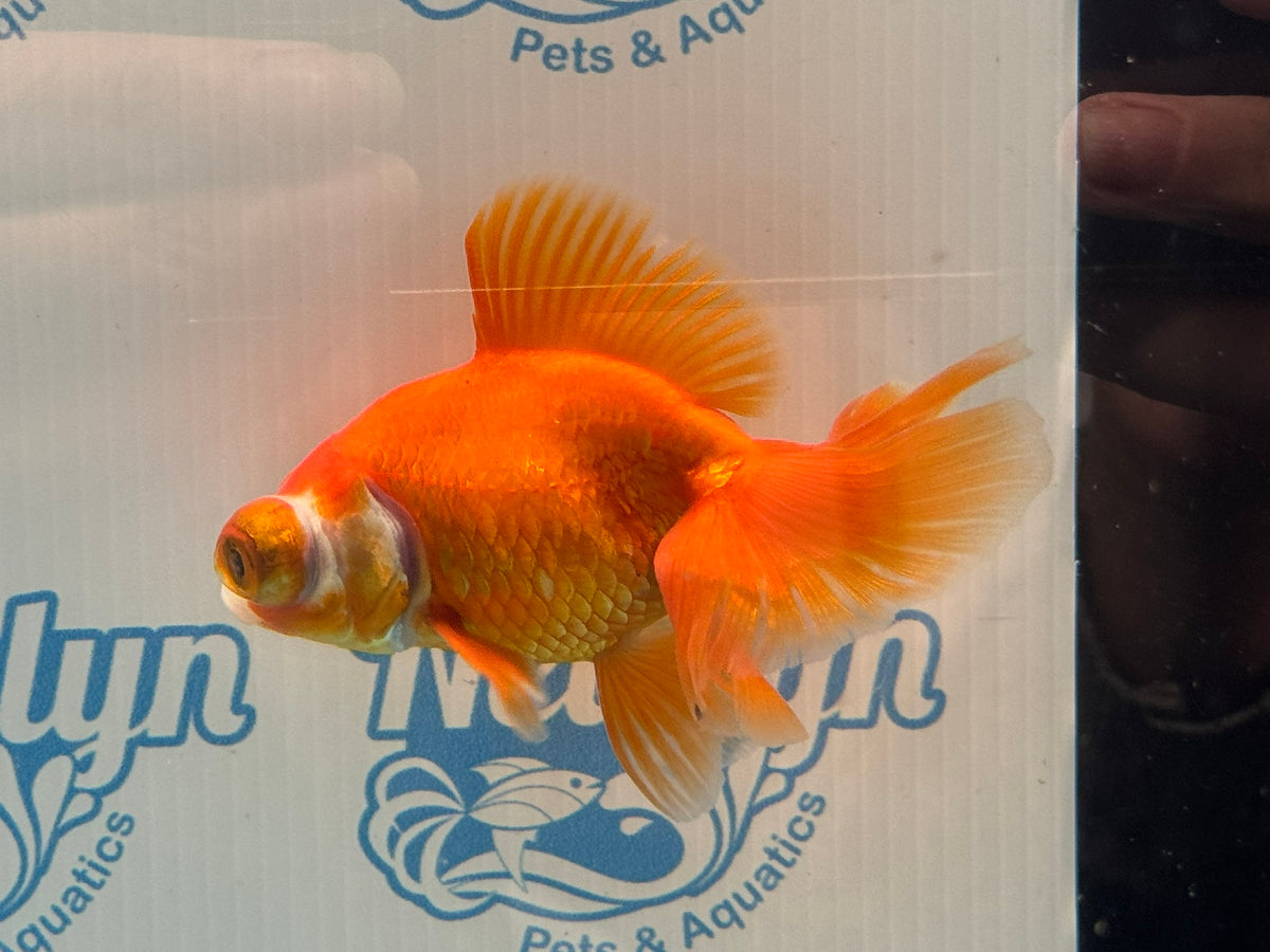 Red/White Butterfly Moor 9cm Chinese Fancy Goldfish Fish In The Photo