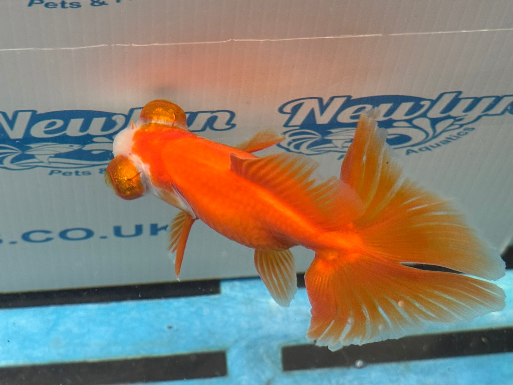 Red/White Butterfly Moor 9cm Chinese Fancy Goldfish Fish In The Photo