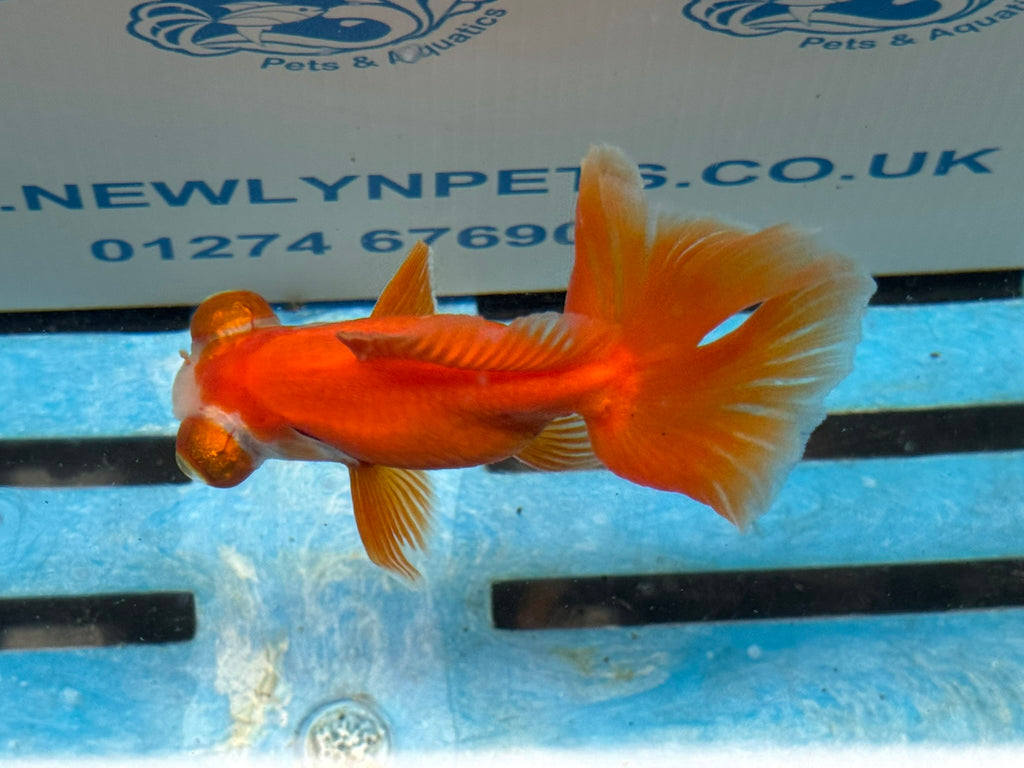Red/White Butterfly Moor 9cm Chinese Fancy Goldfish Fish In The Photo